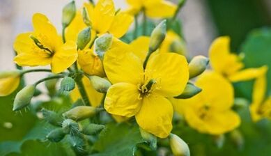 Celandine za zdravljenje glive
